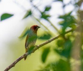 Scaly-breasted Munia