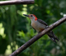male Red-bellied Woodpecker