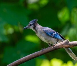 Blue Jay