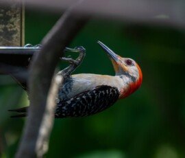 male Red-bellied Woodpecker