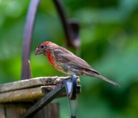 male Purple Finch