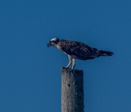 Osprey
