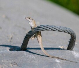 Cuban brown anole