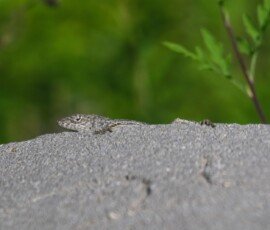 Cuban brown anole
