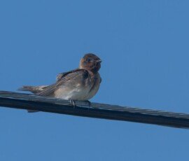 Purple Martin