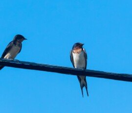 Barn Swallow