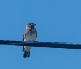Cliff Swallow