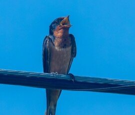 Barn Swallow
