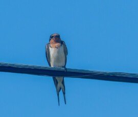 Barn Swallow