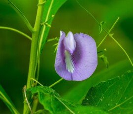 Butterfly Pea flower