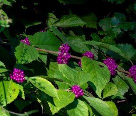American beautyberry (Callicarpa americana) - Patty's Favorite