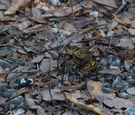 two Eastern Lubber Grasshoppers (Romalea microptera) mating.