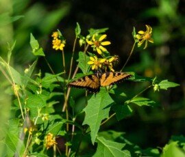Eastern Tiger Swallowtail butterfly (Papilio glaucus)