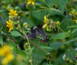 Pipevine Swallowtail butterfly (Battus philenor).
