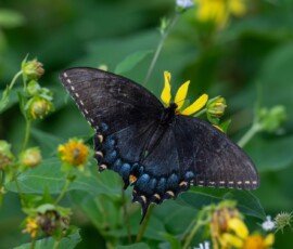 dark morph female Eastern Tiger Swallowtail butterfly ( Papilio glaucus ).