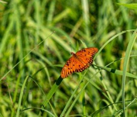 Gulf Fritillary butterfly (Agraulis vanillae)