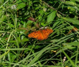 Gulf Fritillary butterfly (Agraulis vanillae)