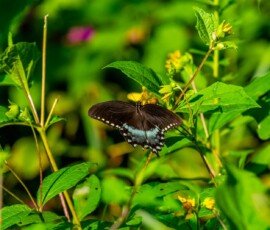 Spicebush Swallowtail butterfly (Papilio troilus)