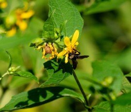 likely an American Bumblebee (Bombus pensylvanicus)