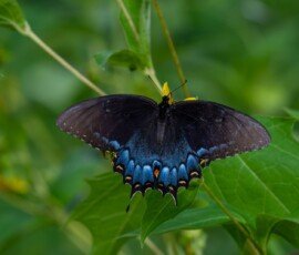 Spicebush Swallowtail butterfly (Papilio troilus)