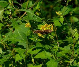Gulf Fritillary butterfly (Agraulis vanillae)