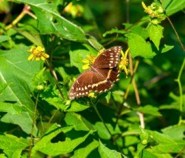 Gulf Fritillary butterfly (Agraulis vanillae)
