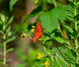 Gulf Fritillary butterfly (Agraulis vanillae)