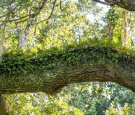 resurrection ferns (Pleopeltis polypodioides)
