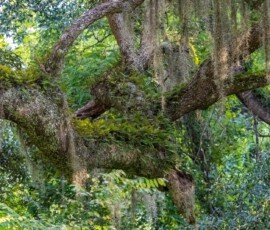 Spanish moss and resurrection fern growing on southern live oak