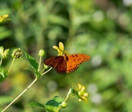 Gulf Fritillary butterfly (Agraulis vanillae)