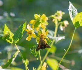 Silver-spotted Skipper (Epargyreus clarus)