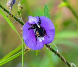 American bumblebee pollinating a Spurred Butterfly Pea