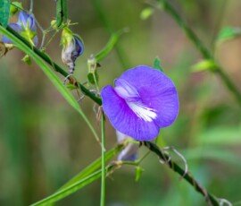 Spurred Butterfly Pea (Centrosema virginianum)