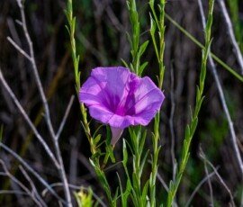 altmarsh Morning Glory, (Ipomoea sagittata)
