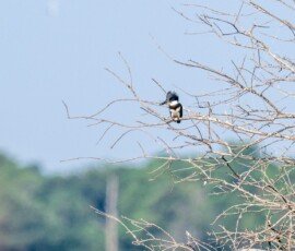 Belted Kingfisher