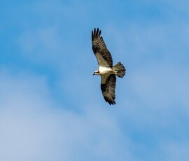 Osprey