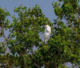 Snowy Egret