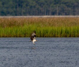 Osprey