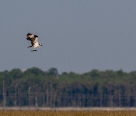 osprey with breakfast