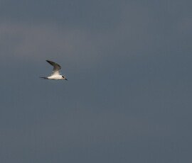 Sandwich Tern