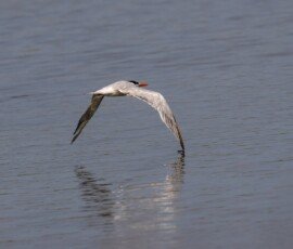 Tern