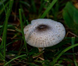 Reddening Lepiota or American Parasol