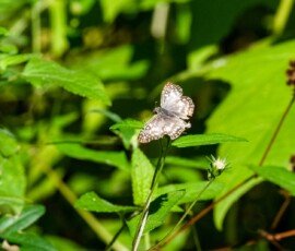 Common Checkered-Skipper butterfly (scientific name: Pyrgus communis)