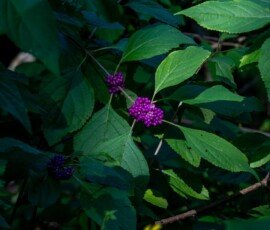 American beautyberry (Callicarpa americana)