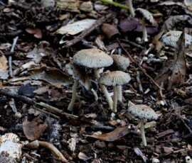 Hare's Foot Inkcap mushrooms