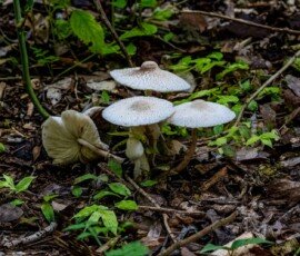 Stinking Dapperlings (Lepiota cristata).