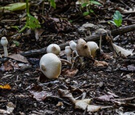 Onion-Stalk Lepiota or Onion-Stalk Parasol