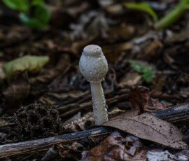 Onion-Stalk Lepiota or Onion-Stalk Parasol
