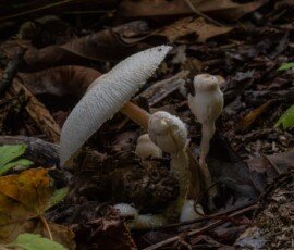 Onion-Stalk Lepiota or Onion-Stalk Parasol