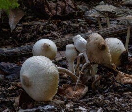 Onion-Stalk Lepiota or Onion-Stalk Parasol